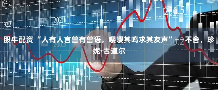 股牛配资 “人有人言兽有兽语,嘤嘤其鸣求其友声”——不舍,珍妮·古道尔